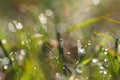 Fresh morning dew drops on the grass. image Royalty Free Stock Photo