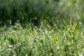 Fresh morning dew on the grass in the park Royalty Free Stock Photo