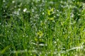 Fresh morning dew on the grass in the park Royalty Free Stock Photo