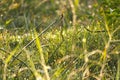 Fresh morning dew in grass