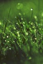 Fresh morning dew in grass Royalty Free Stock Photo