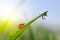 Fresh morning dew on green grass and ladybird. Royalty Free Stock Photo