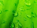 Fresh morning dew on green leaf surface Royalty Free Stock Photo