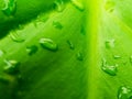 Fresh morning dew on green leaf surface Royalty Free Stock Photo