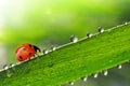 Fresh morning dew with ladybird Royalty Free Stock Photo