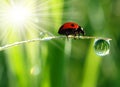 Fresh morning dew and ladybird