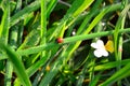 Fresh morning dew and ladybird Royalty Free Stock Photo