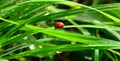 Fresh morning dew and ladybird Royalty Free Stock Photo