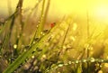 Fresh morning dew and ladybird Royalty Free Stock Photo