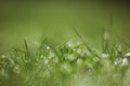 Fresh morning dew on spring grass Royalty Free Stock Photo