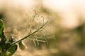 Fresh morning dew on a spring grass in early morning Royalty Free Stock Photo