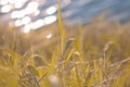 Fresh morning dew on a spring grass in early morning. Sunny day Royalty Free Stock Photo