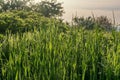 Green natural background. Fresh spring grass with drops early morning. Royalty Free Stock Photo