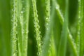 Fresh morning dew on spring grass Royalty Free Stock Photo