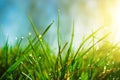 Fresh morning dew on spring green grass in sunlight Royalty Free Stock Photo