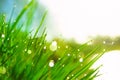 Fresh morning dew on spring green grass in sunlight Royalty Free Stock Photo