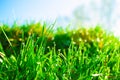 Fresh morning dew on spring green grass in sunlight Royalty Free Stock Photo