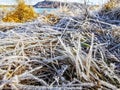 Fresh morning frost covering grass on a lake's shore Royalty Free Stock Photo