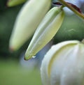 Fresh morning magnolia close flower