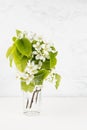 Fresh morning simple modern minimal home white interior with blooming apple tree branch, green leaves as bouquet in transparent . Royalty Free Stock Photo