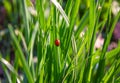 Fresh morning spring green grass and little ladybug, natural background. Spring background with fresh green grass and Ladybug on Royalty Free Stock Photo