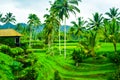 View of romantic rice terrace fields in the cloudy blue sky with fresh morning air