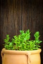 Fresh Moroccan mint herb on a pot Royalty Free Stock Photo