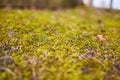 Fresh moss in the forest. Intense green on the grass. Selective focus Royalty Free Stock Photo