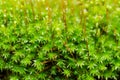 Fresh moss macro in green nature