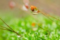 Fresh moss macro in green nature