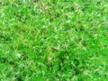 Fresh moss photo that has beautiful green color and very interesting shape