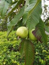 a fresh mountain guava wedge