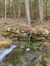 Fresh mountain spring and spiget New England Royalty Free Stock Photo