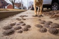 fresh muddy paw prints on a sidewalk