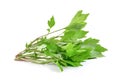 Fresh mugwort on white background Royalty Free Stock Photo