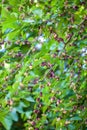 Fresh mulberry berries on tree, mulberry tree Royalty Free Stock Photo