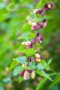 Fresh mulberry berries on tree, mulberry tree Royalty Free Stock Photo