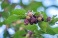 Fresh mulberry berries on tree, mulberry tree