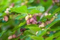 Fresh mulberry berries on tree, mulberry tree Royalty Free Stock Photo