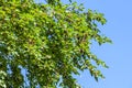 Fresh mulberry berries on tree, mulberry tree