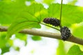 Fresh mulberry , black ripe and red unripe mulberries on the bra Royalty Free Stock Photo