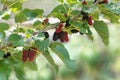 Fresh mulberry , black ripe and red unripe mulberries on the bra Royalty Free Stock Photo