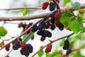 Fresh mulberry , black ripe and red unripe mulberries on the bra Royalty Free Stock Photo