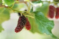 Fresh mulberry , black ripe and red unripe mulberries on the bra Royalty Free Stock Photo