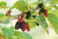 Fresh mulberry , black ripe and red unripe mulberries on the bra Royalty Free Stock Photo