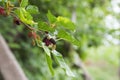 Fresh mulberry , black ripe and red unripe mulberries on the branch Royalty Free Stock Photo