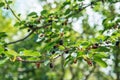 Fresh mulberry, black ripe and red unripe mulberries