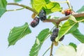 Fresh mulberry, black ripe and red unripe mulberries Royalty Free Stock Photo