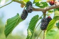 Fresh mulberry, black ripe and red unripe mulberries Royalty Free Stock Photo