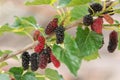 Fresh mulberry , black ripe and red unripe mulberries on the bra Royalty Free Stock Photo